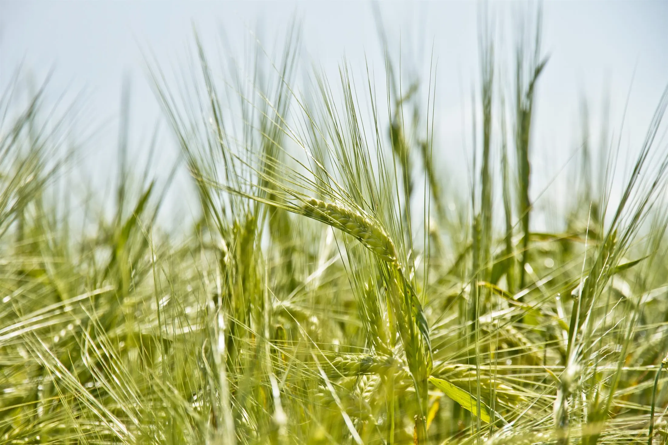 Espigas de trigo verdes con foco de campo cercano